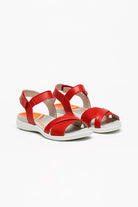 Etosha_red_Arcopedico